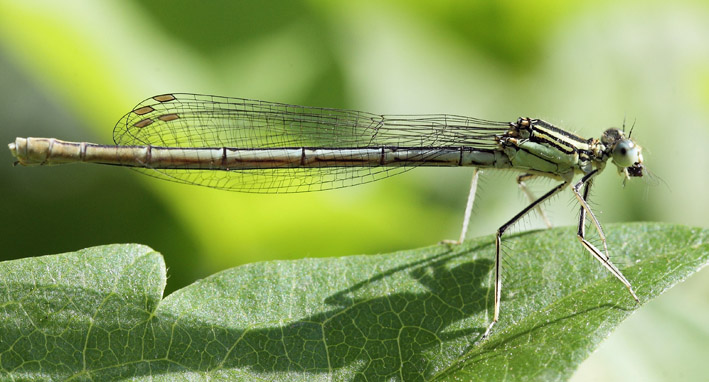 Libellula con preda